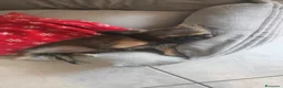 Chihuahua cani in vendita: Chiuaua pelo lungo  a Provincia di Teramo - Annuncio 4