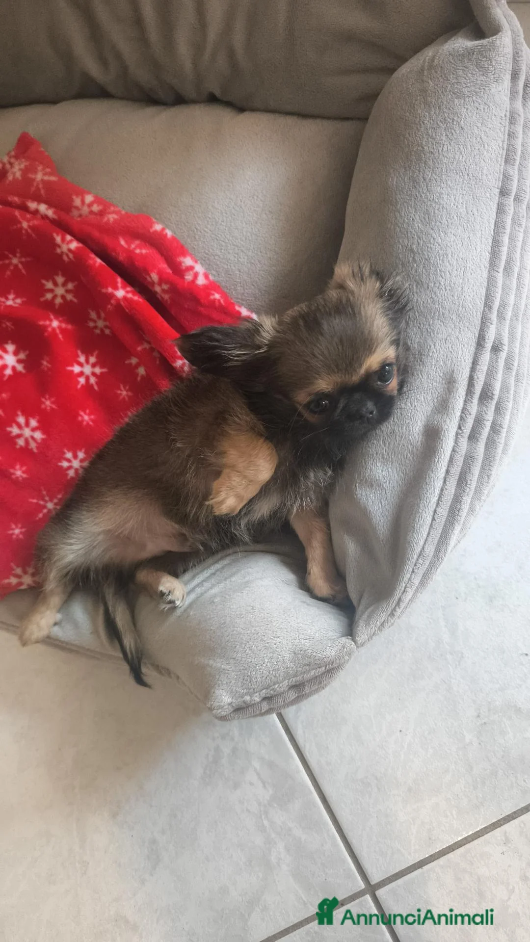 Chihuahua cani in vendita: Chiuaua pelo lungo  a Provincia di Teramo - Annuncio 4