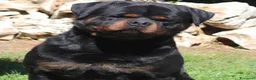 Rottweiler cani in vendita: Femmina rottweiler pedigree e pagamenti agevolati  - Annuncio 4