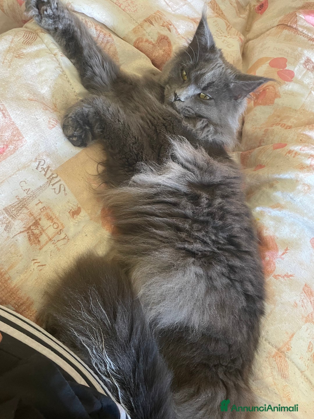 Maine Coon gatti in vendita: Mainecoon - Annuncio 2