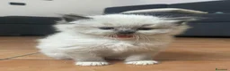 Ragdoll gatti in vendita: Cuccioli Ragdoll  - Annuncio 5