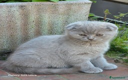 British gatti in vendita: British a Provincia di Biella - Immagine 8