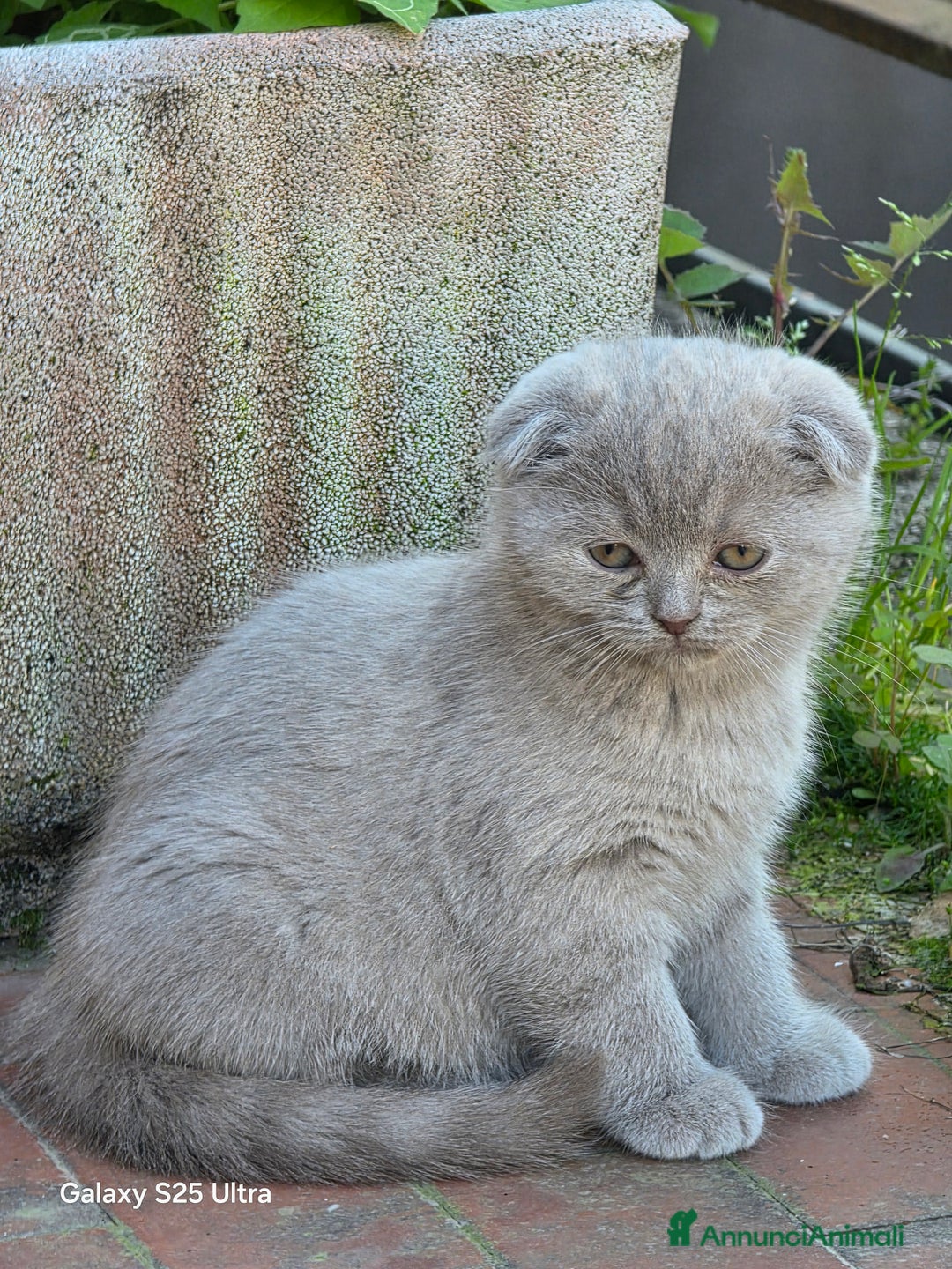 British gatti in vendita: British a Provincia di Biella - Immagine 8