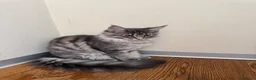 Maine Coon gatti in vendita: Cucciola di razza Maine Coon con pedigree AFeF - Annuncio 6