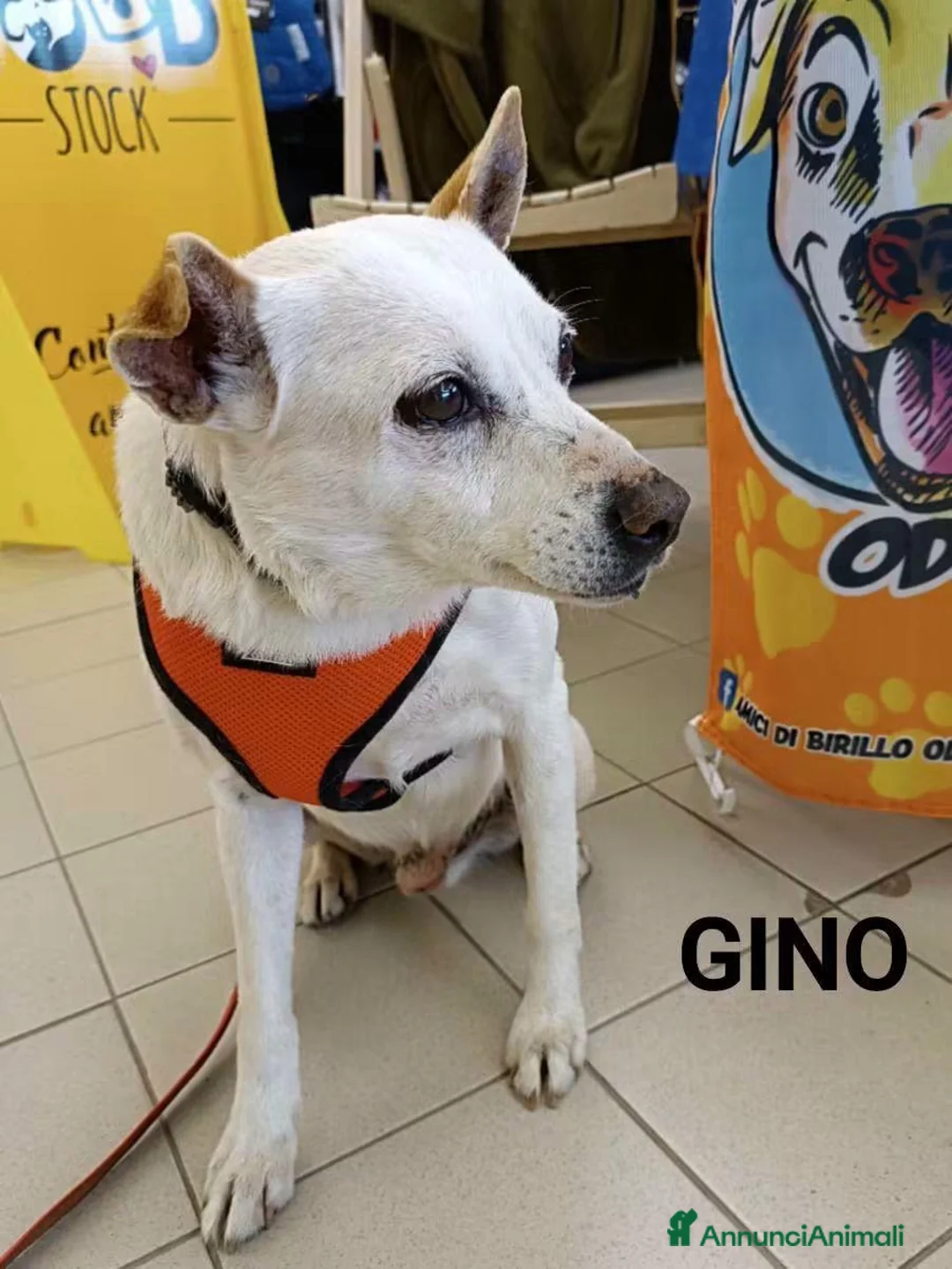 Meticcio cani in regalo: Gino, piccolo in cerca di famiglia  - Annuncio 2