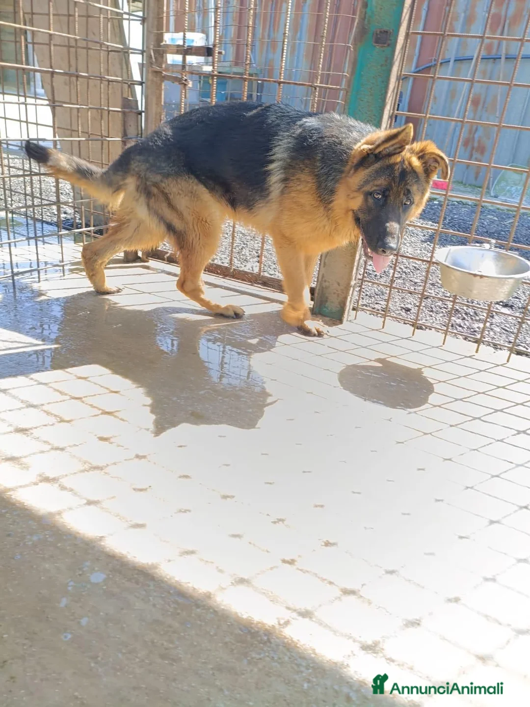 Pastore Tedesco cani in regalo: Arek: cucciolone pastore tedesco socievole dolce  - Annuncio 2