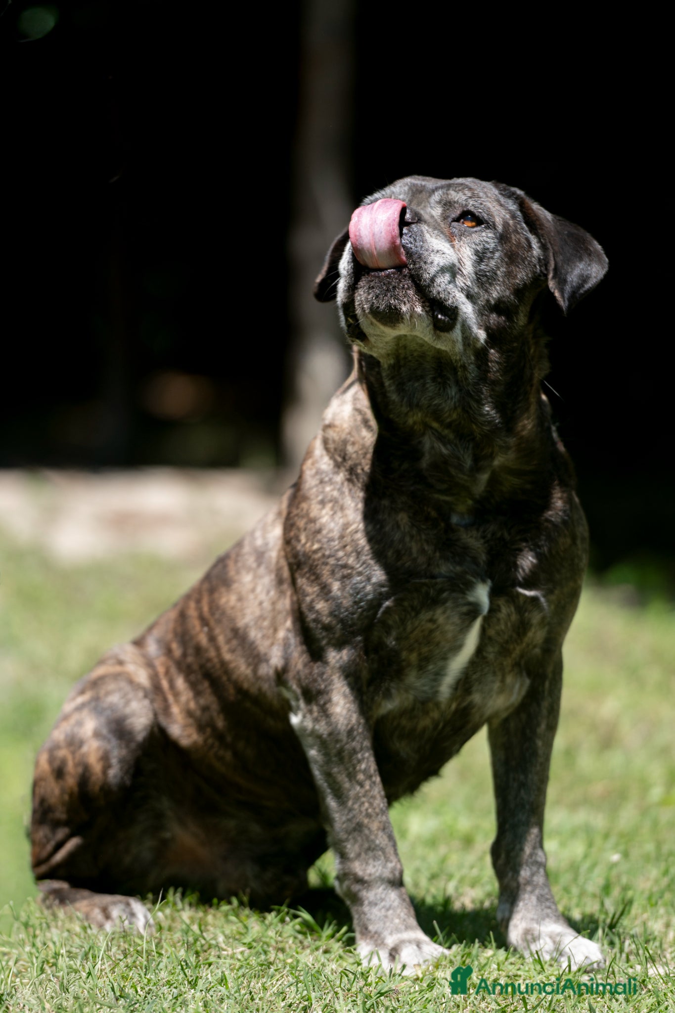 Cane Corso cani in regalo: MAMBO CERCA IL SUO MIRACOLO, ADOZIONE A DISTANZA - Annuncio 4