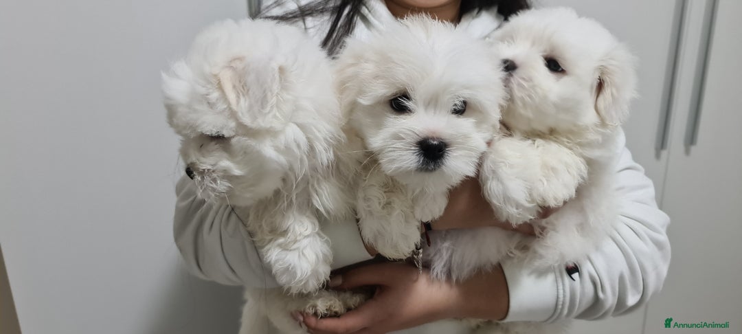 Immagine della galleria {{count}}