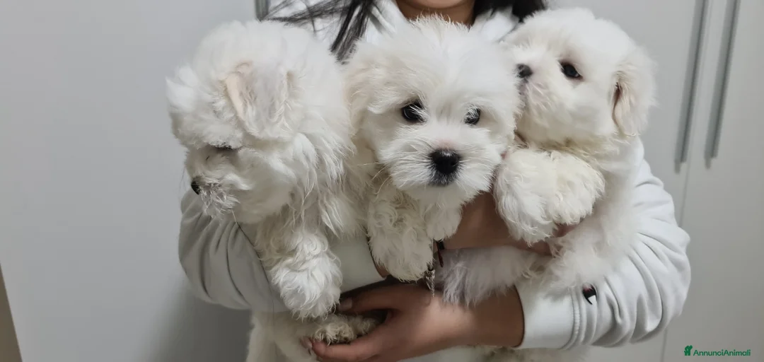 Immagine della galleria {{count}}