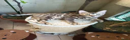 Bengala gatti in vendita: laun splendore cucciola Bengala 🥰  - Annuncio 4