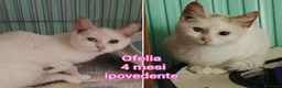 Altre razze gatti in regalo: URGENTI ADOZIONI X QUESTI GATTINI  a Città Metropolitana di Bologna - Annuncio 2
