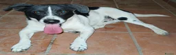 Meticcio cani in regalo: tommy cagnolino socievolissimo - Annuncio 11