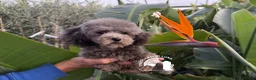 Barboncino Toy cani in vendita: Barboncino toy tre quarti di luna - Annuncio 1
