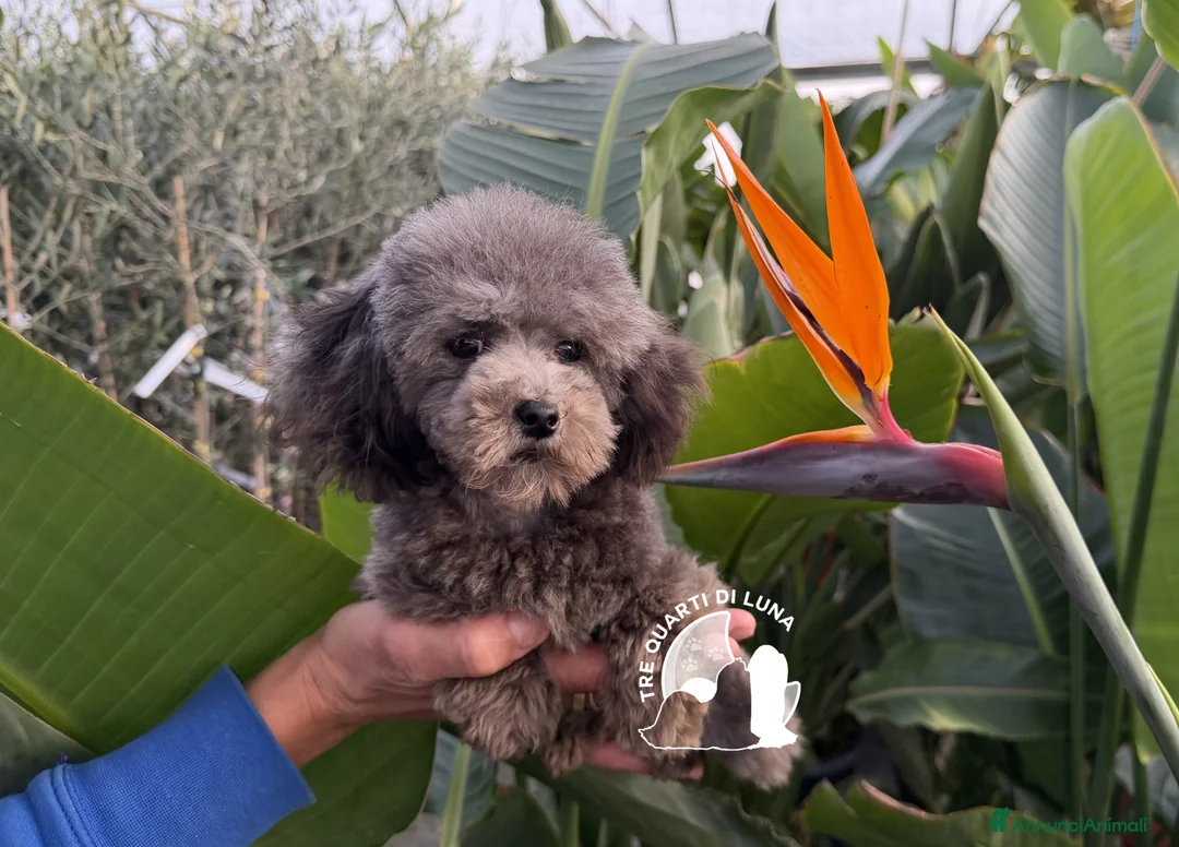 Barboncino Toy cani in vendita: Barboncino toy tre quarti di luna - Annuncio 1