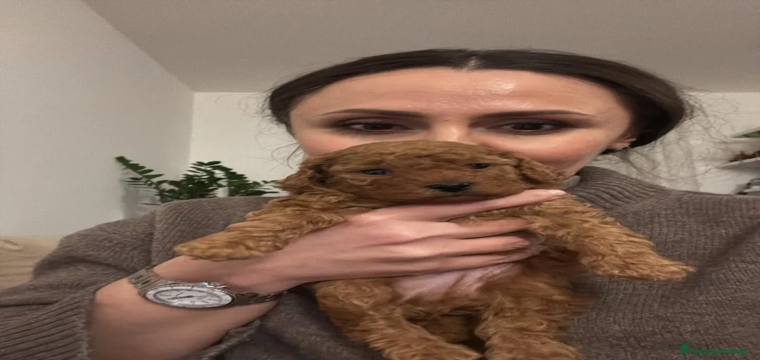 Immagine della galleria {{count}}