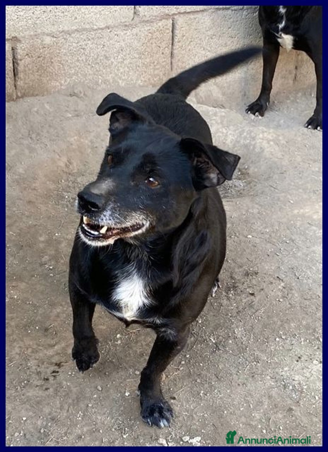 Meticcio cani in regalo: SOUND festoso e buono sui 10kg - Annuncio 4