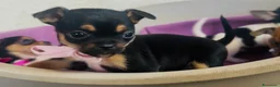 Chihuahua cani in vendita: Cuccioli Chihuahua  - Annuncio 2