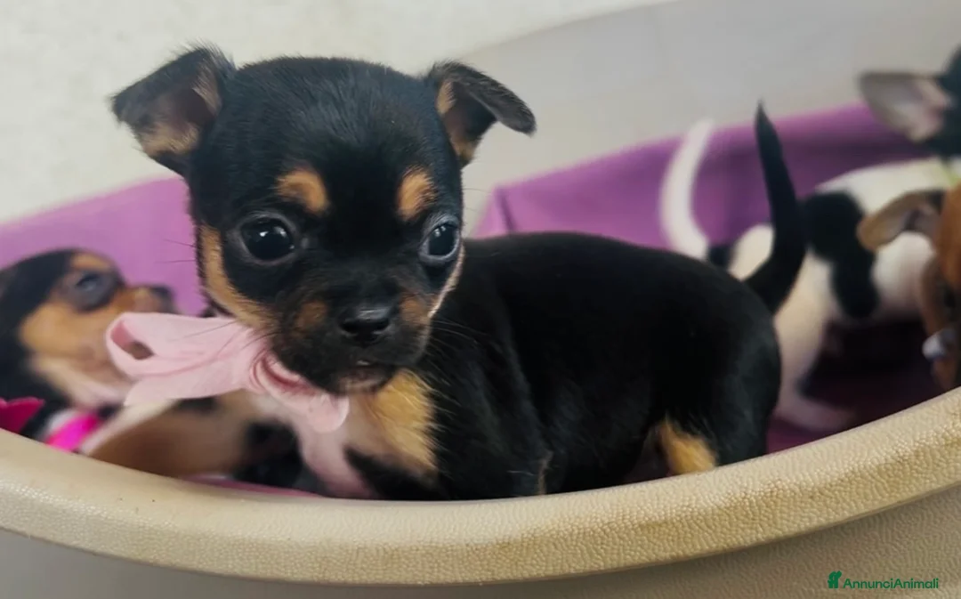 Chihuahua cani in vendita: Cuccioli Chihuahua  - Annuncio 2
