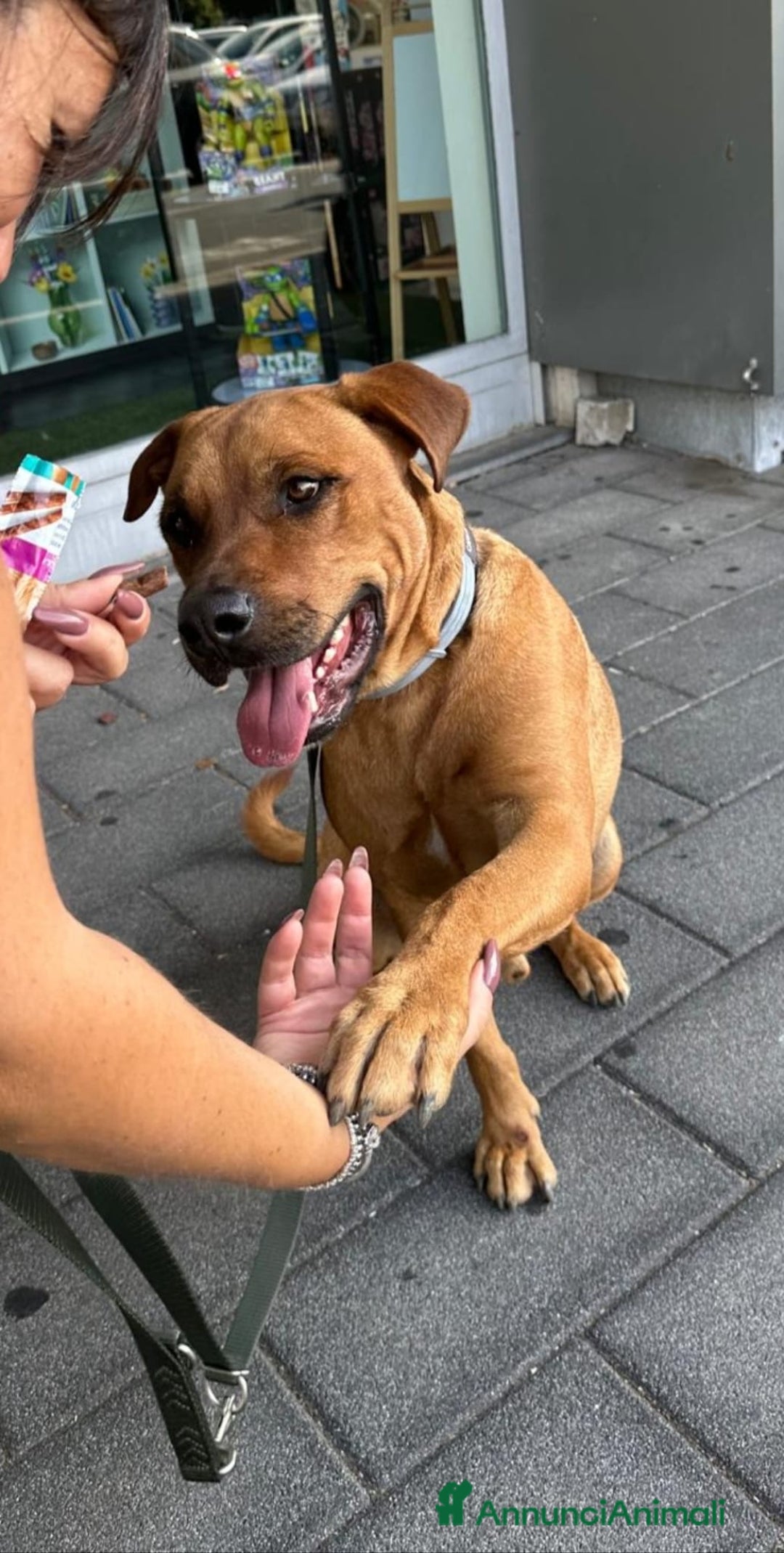 Meticcio cani in regalo: Aaron il cucciolone che saluta con la zampina - Annuncio 1