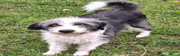 Meticcio cani in regalo: Cucciola  - Annuncio 3