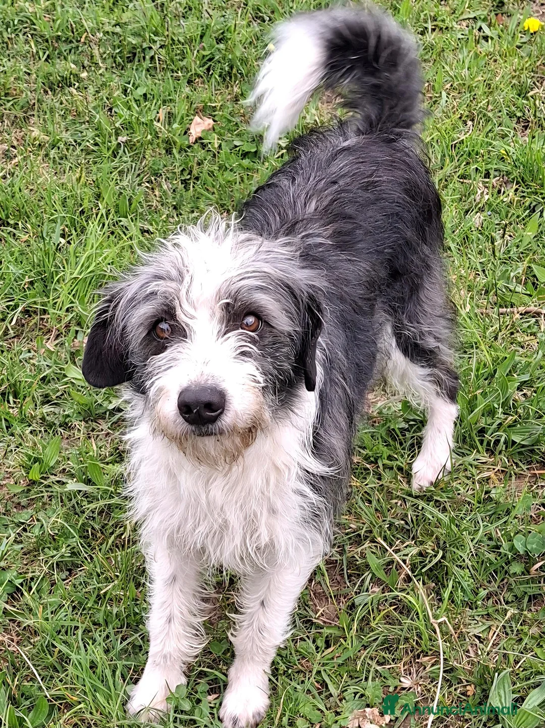 Meticcio cani in regalo: Cucciola  - Annuncio 3
