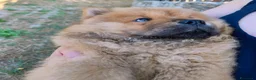 Chow Chow cani in vendita: Chow Chow - Annuncio 13