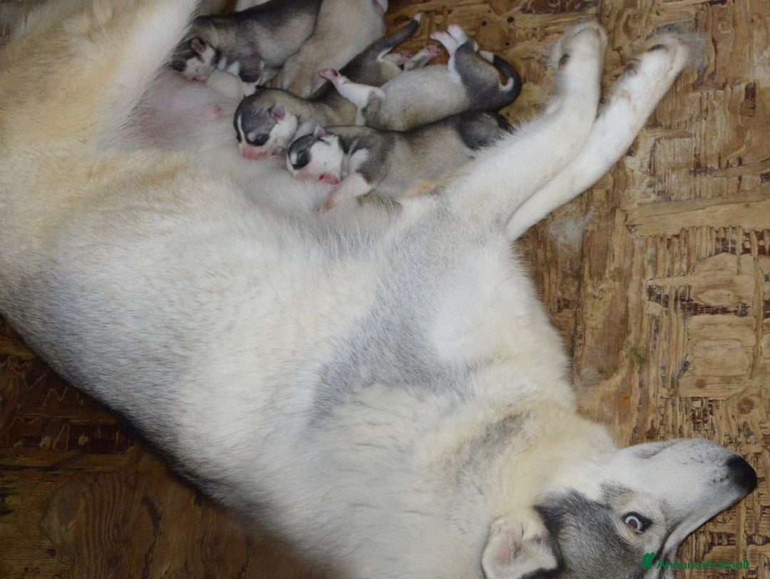 Husky cani in vendita: Cucciola husky a Provincia di Ascoli Piceno - Immagine 7