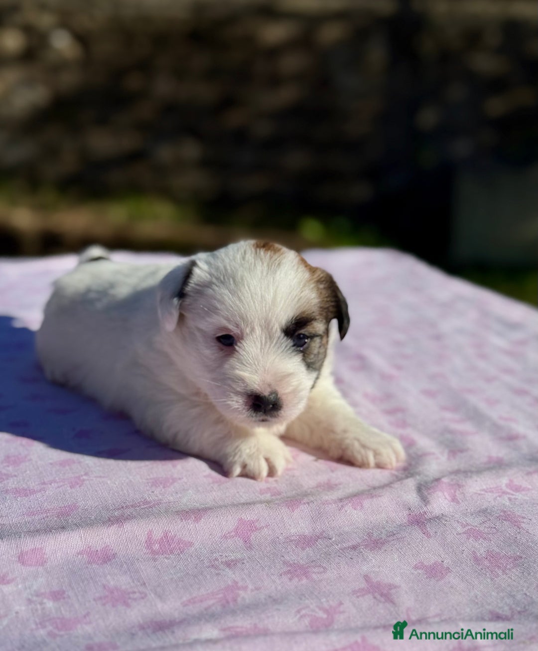 Jack Russell cani in vendita: Jack Russell alta genealogia  - Annuncio 4