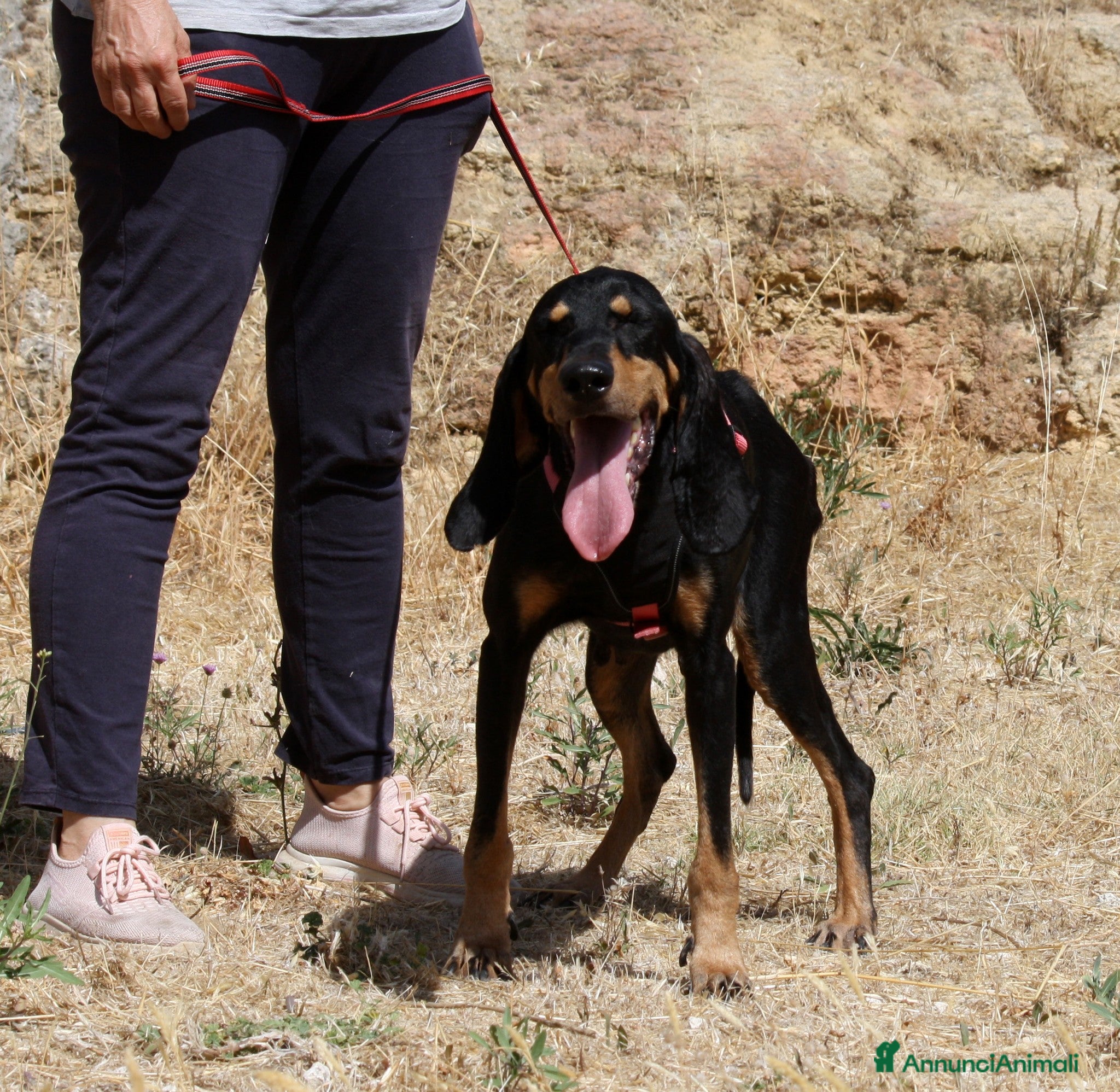Meticcio cani Bea in adozione - Annuncio 20