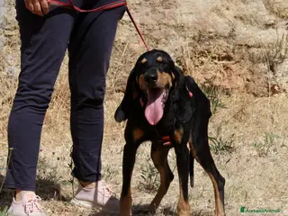 Meticcio cani Bea in adozione - Annuncio 20