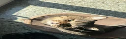 Scottish gatti per accoppiamento: Scottish Straight per accoppiamento - Annuncio 3