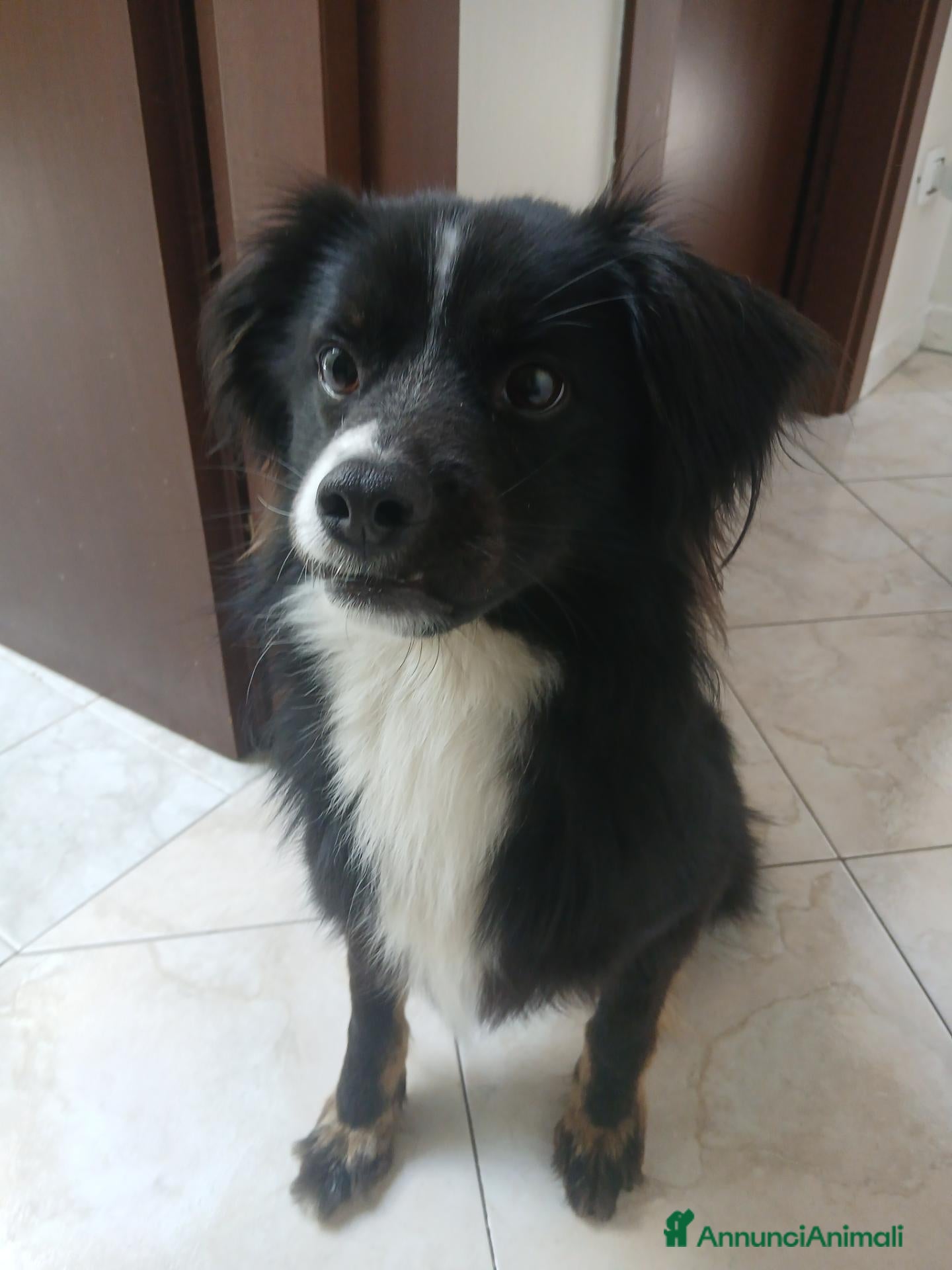 Meticcio cani Regalo Maschio meticcio 2 anni e mezzo - Annuncio 30