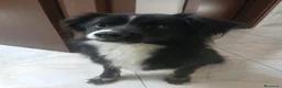 Meticcio cani in regalo: Regalo Maschio meticcio 2 anni e mezzo a Provincia di Avellino - Annuncio 1