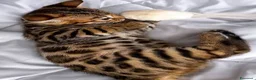 Bengala gatti in vendita: Cuccioli di Bengal o Bengala con Pedigree  - Annuncio 7