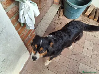 Australian Shepherd cani Cuccioli australian shepard in cerca di amore - Annuncio 3