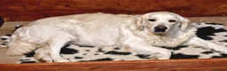 Golden Retriever cani in vendita: Golden Retriever  - Annuncio 2
