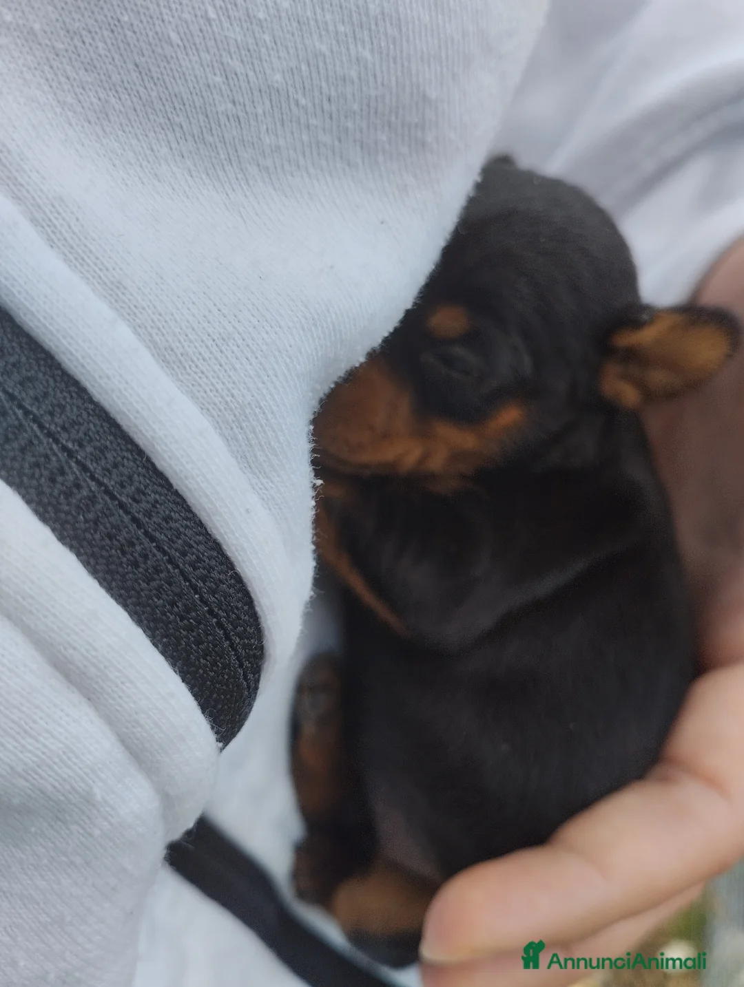 Pinscher Miniatura cani in vendita: Pinscher Nano - Annuncio 2