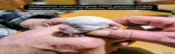 Chihuahua cani in vendita: Cuccioli di chihuahua super genealogia campioni - Annuncio 3