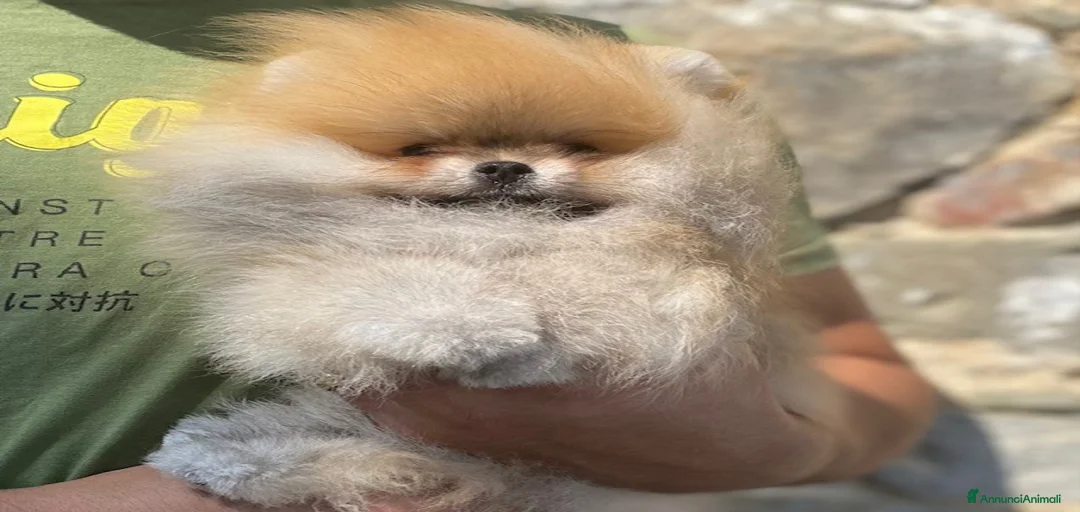 Immagine della galleria {{count}}