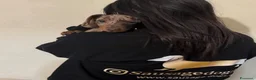 Bassotto cani in vendita: Bassotti Nani  - Annuncio 12