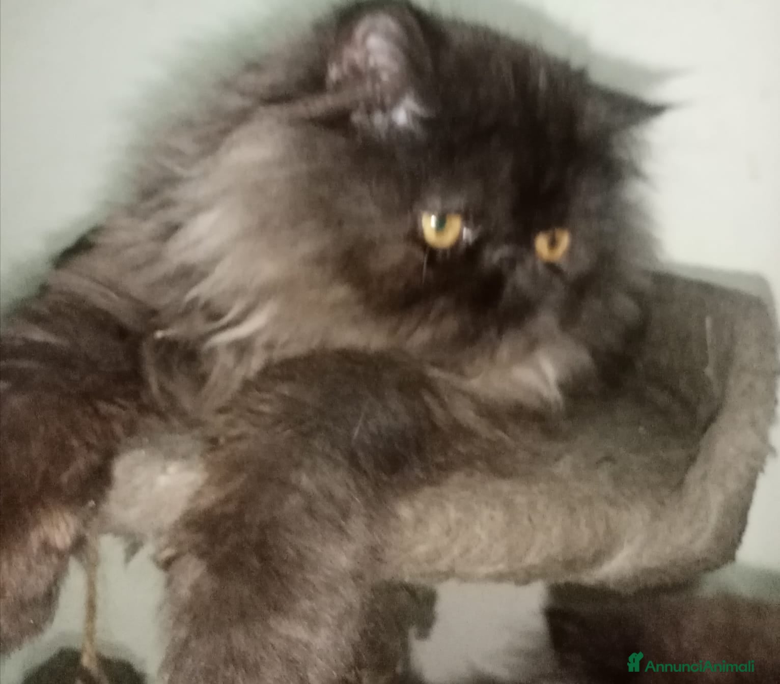 Persiano gatti Gattini persiani pura razza  - Annuncio 2