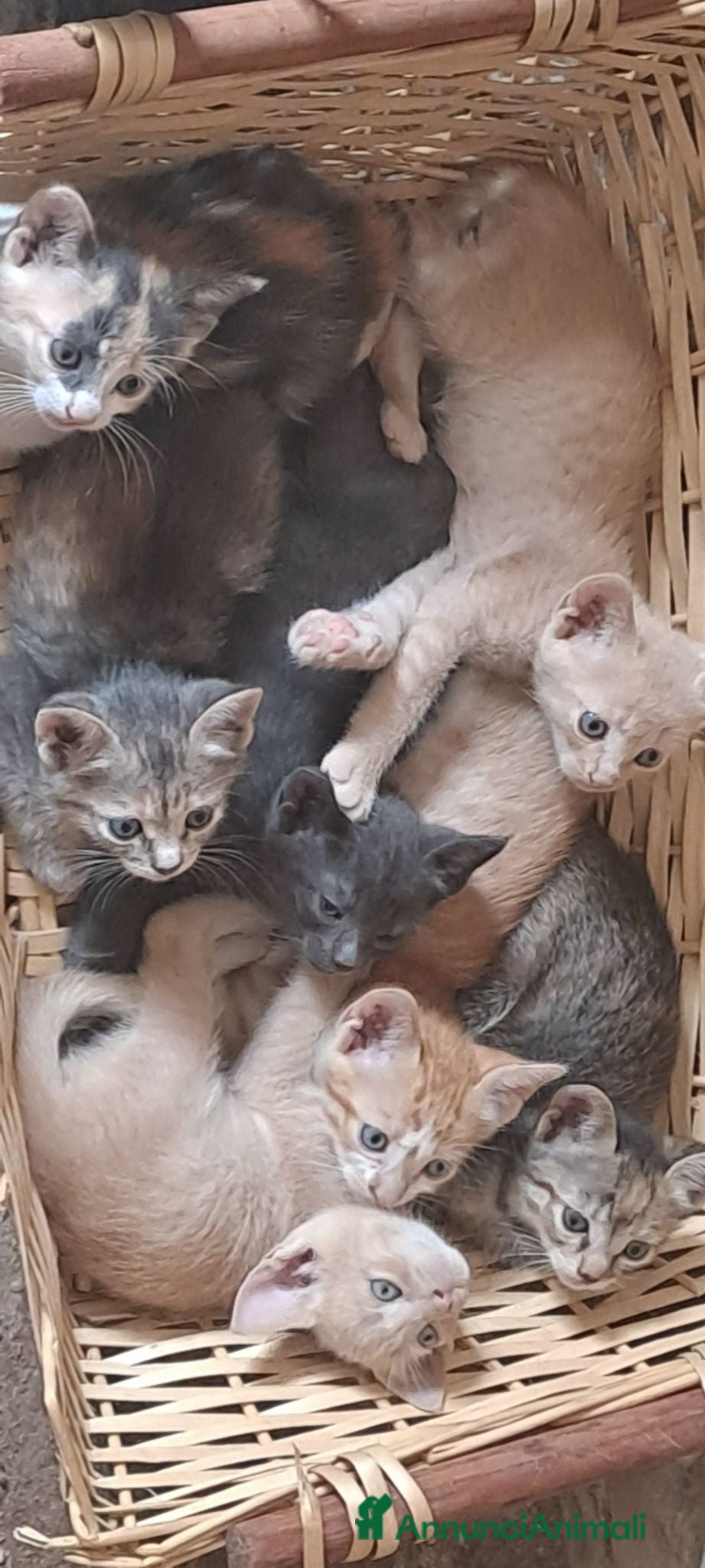 Altre razze gatti Gattini cercano casa - Annuncio 4