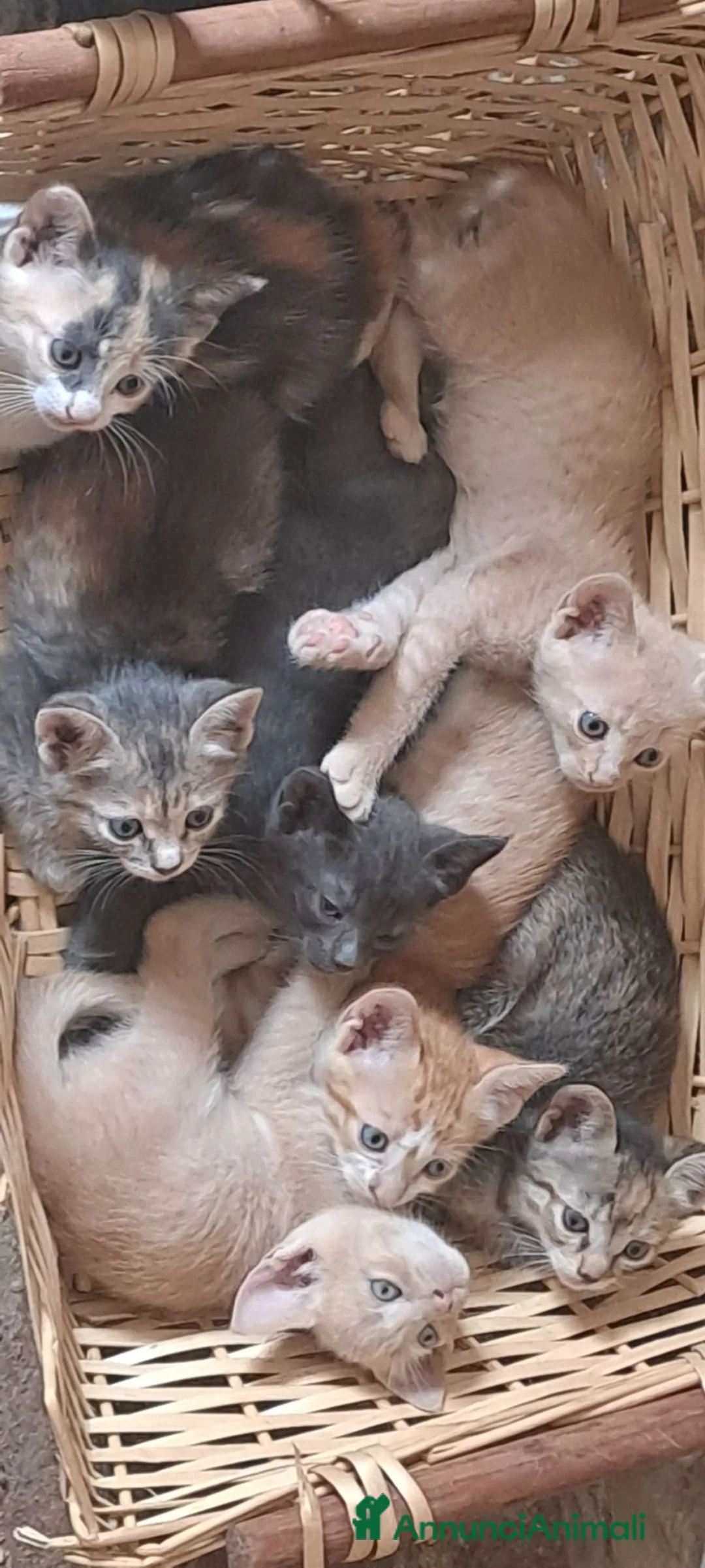 Altre razze gatti in regalo: Gattini cercano casa - Annuncio 1