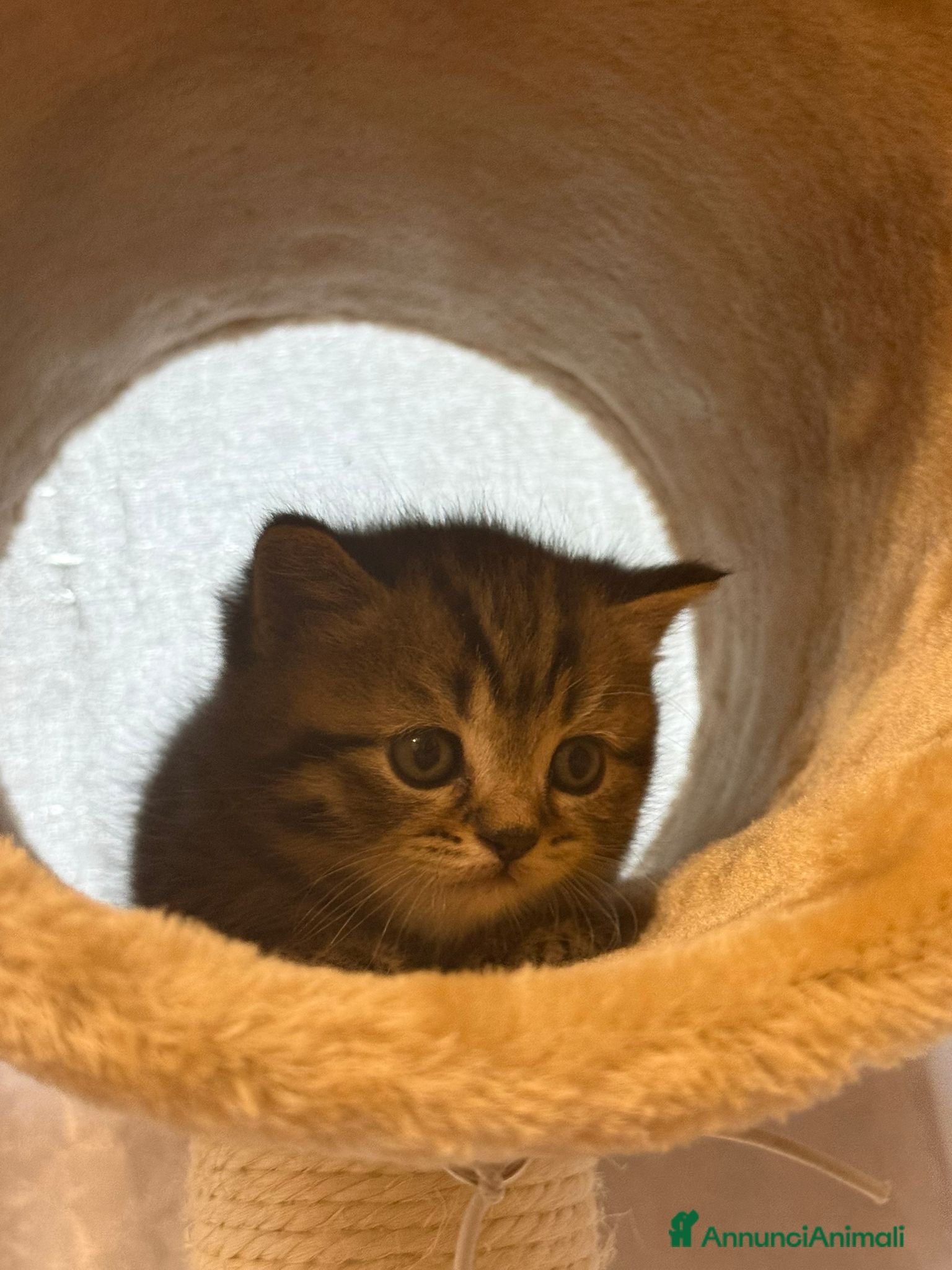 British gatti in vendita: British shorthair  - Annuncio 9