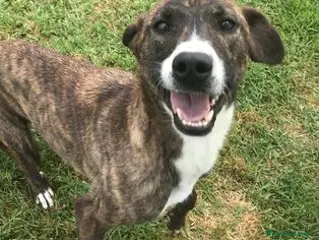 Meticcio cani ZOOM, la cagnolina più simpatica del canile - Annuncio 4