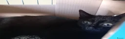 Europeo gatti in regalo: gattino 2 mesi cerca casa❤️❤️ - Annuncio 6