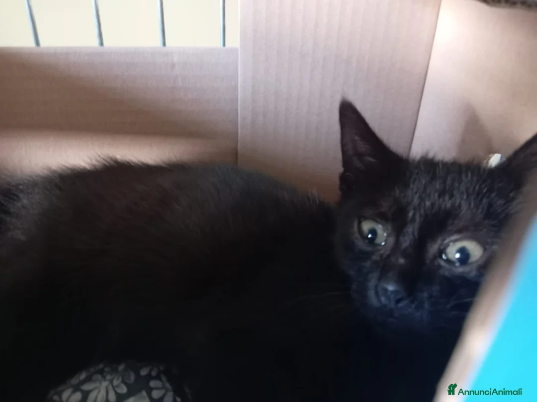 Europeo gatti in regalo: gattino 2 mesi cerca casa❤️❤️ - Annuncio 6