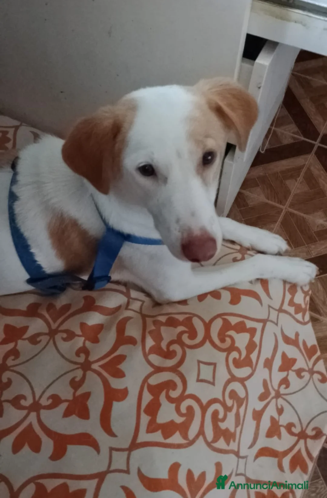 Meticcio cani in regalo: angelica - Annuncio 2