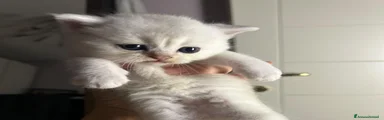 Yogurt 