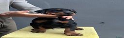 Dobermann cani in vendita: Cucciolata Dobermann Messina - Annuncio 2